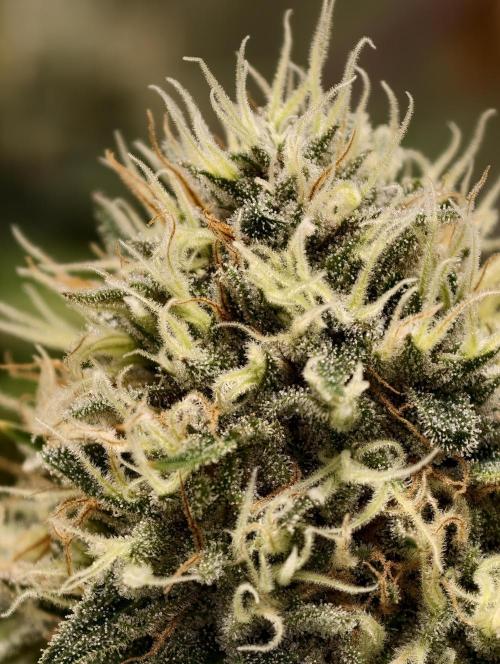 F026 Dutch Passion test strain. Week 9