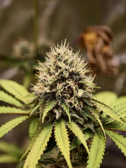 F026 Dutch Passion test strain. Week 9