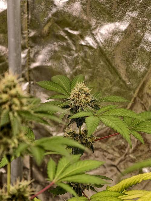 F027 Dutch Passion test strain. Week 9
