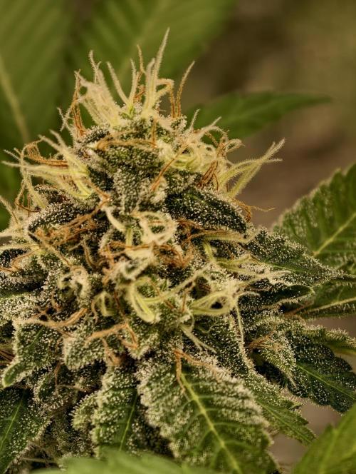 F027 Dutch Passion test strain. Week 9