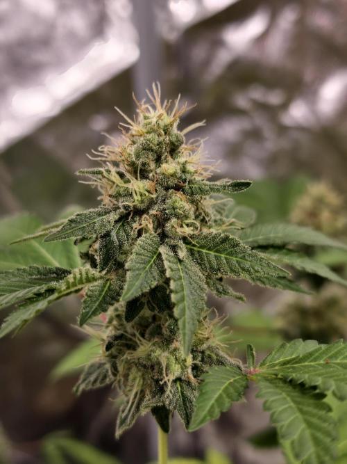 F027 Dutch Passion test strain. Week 9