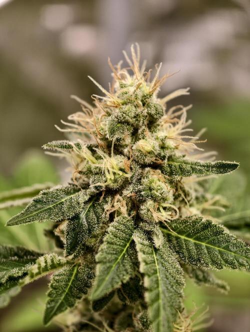 F027 Dutch Passion test strain. Week 9