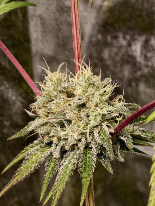 F028 Dutch Passion test strain. Week 9
