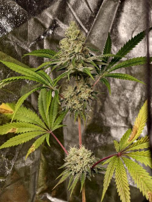 F028 Dutch Passion test strain. Week 9