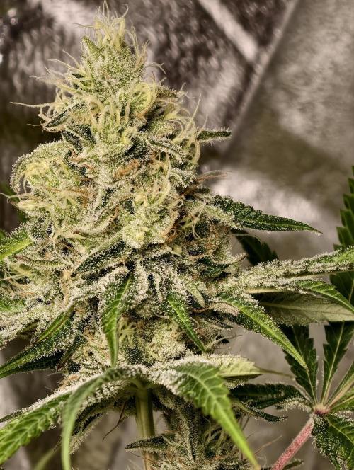 F028 Dutch Passion test strain. Week 9
