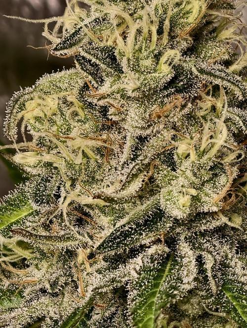 F028 Dutch Passion test strain. Week 9