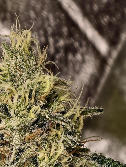 F028 Dutch Passion test strain. Week 9