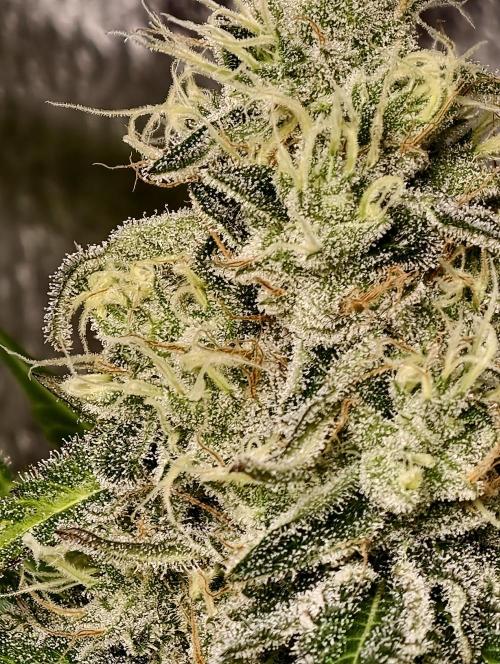 F028 Dutch Passion test strain. Week 9