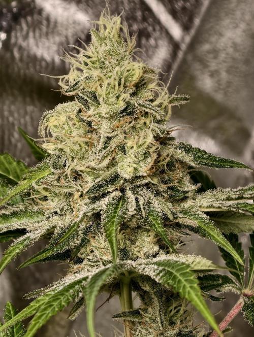 F028 Dutch Passion test strain. Week 9