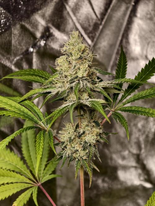 F028 Dutch Passion test strain. Week 9