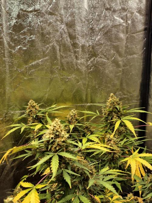 A005 Dutch Passion Test. Week 10
