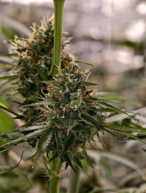 Orange Biscuit. Week 10