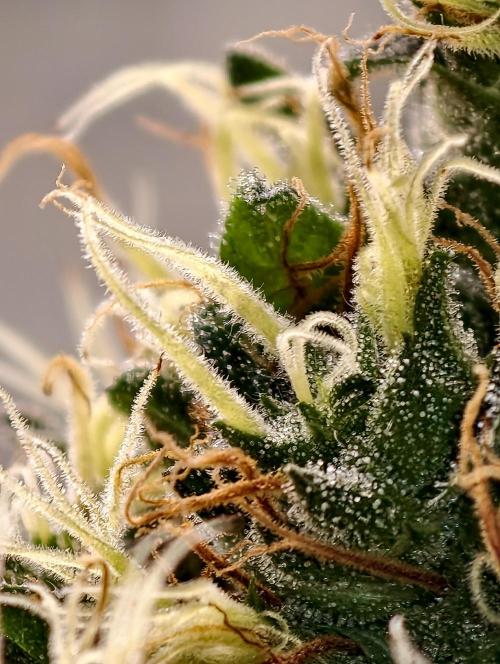 Orange Biscuit. Week 10