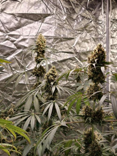 Orange Biscuit. Week 10
