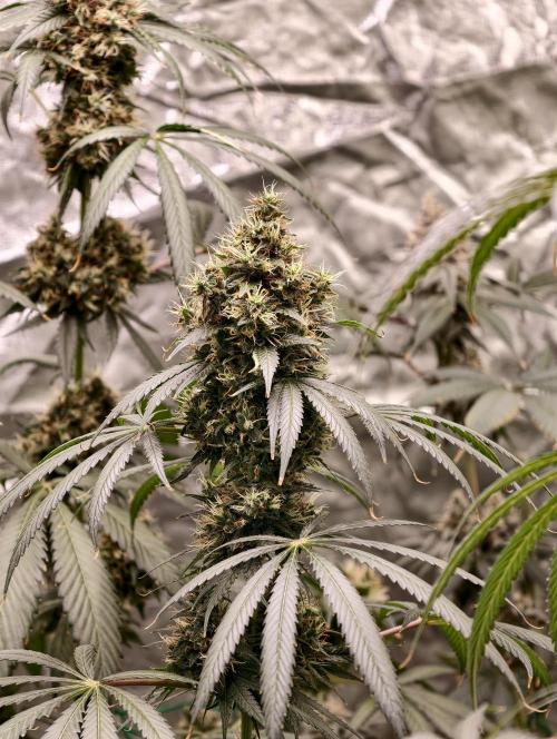 Orange Biscuit. Week 10