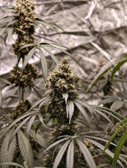 Orange Biscuit. Week 10