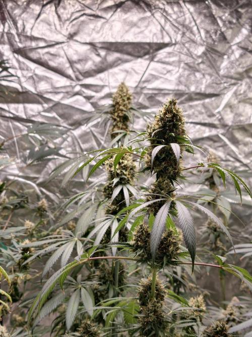 Orange Biscuit. Week 10