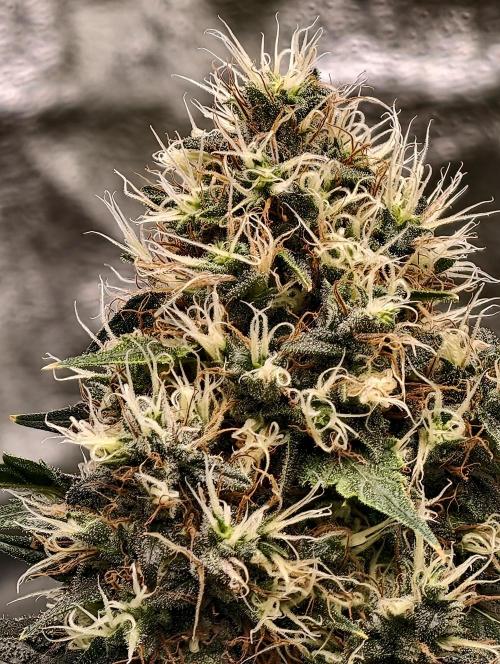 Orange Biscuit. Week 10