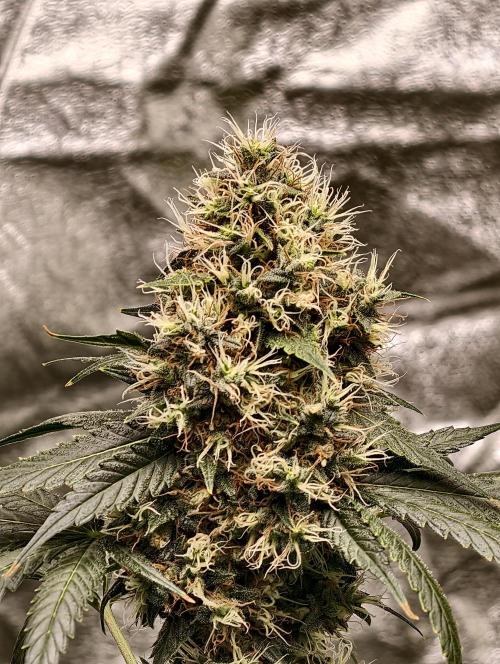 Orange Biscuit. Week 10