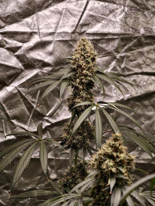 Orange Biscuit. Week 10