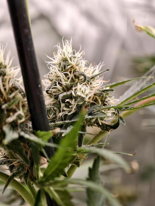 Poison cookies. Week 10