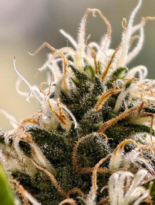 Poison cookies. Week 10