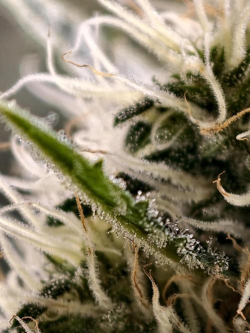 Poison cookies. Week 10
