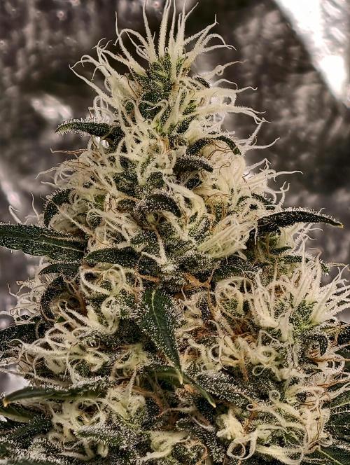 Poison cookies. Week 10
