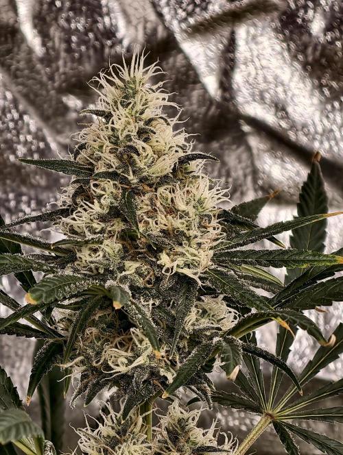 Poison cookies. Week 10