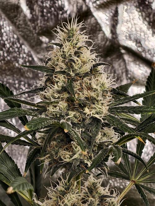 Poison cookies. Week 10