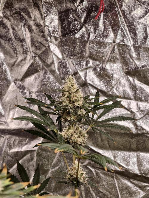 Poison cookies. Week 10