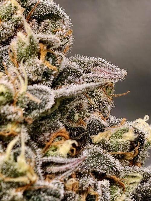 F001 Dutch Passion test strain. Week 11