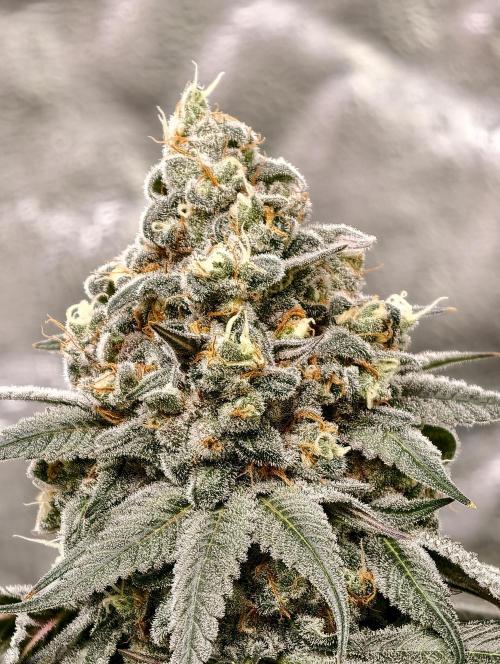 F001 Dutch Passion test strain. Week 11