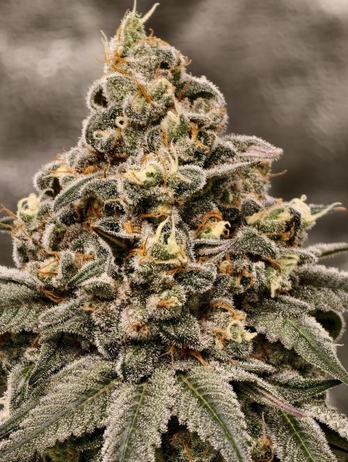 F001 Dutch Passion test strain. Week 11