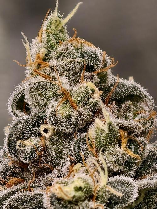 F001 Dutch Passion test strain. Week 11