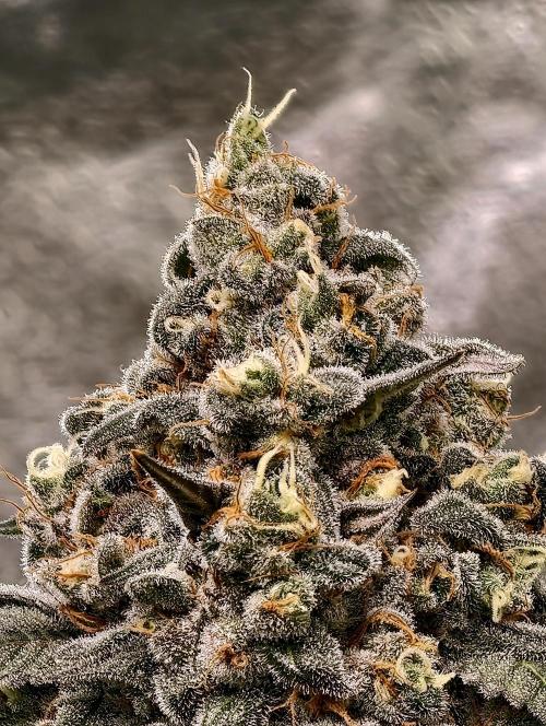 F001 Dutch Passion test strain. Week 11