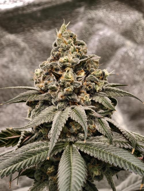 F001 Dutch Passion test strain. Week 11