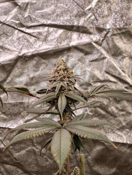 F001 Dutch Passion test strain. Week 11