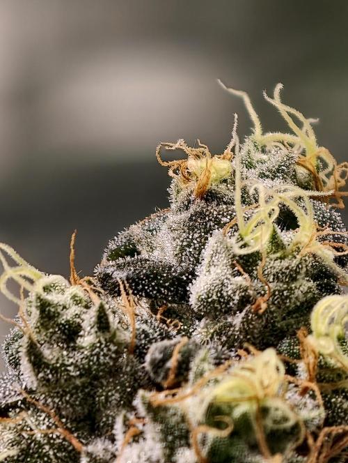 F001 Dutch Passion test strain. Week 11