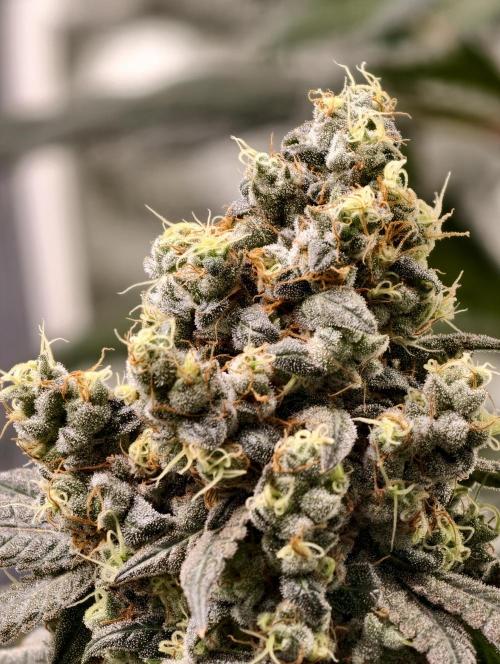 F001 Dutch Passion test strain. Week 11