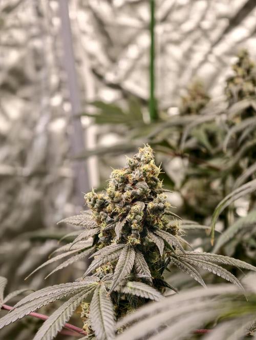 F001 Dutch Passion test strain. Week 11