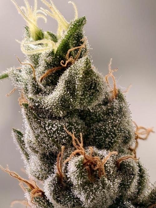 F001 Dutch Passion test strain. Week 11