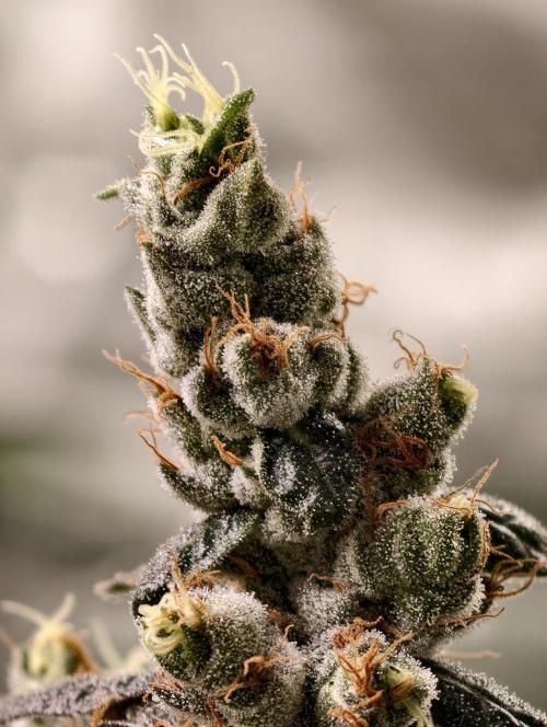 F001 Dutch Passion test strain. Week 11