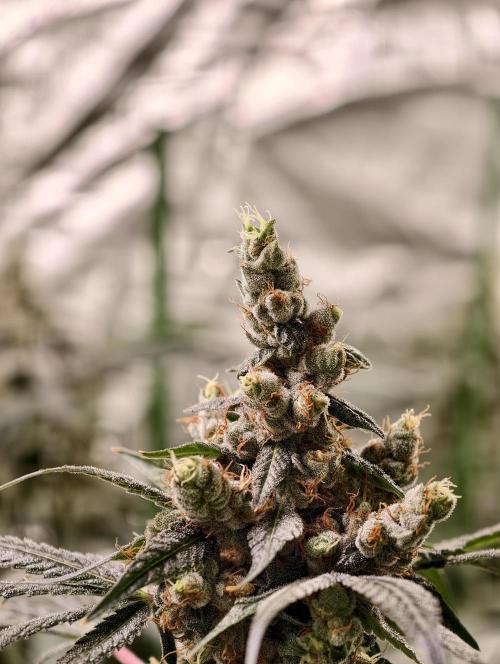 F001 Dutch Passion test strain. Week 11