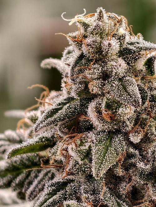 F002 Dutch Passion test strain. Week 11