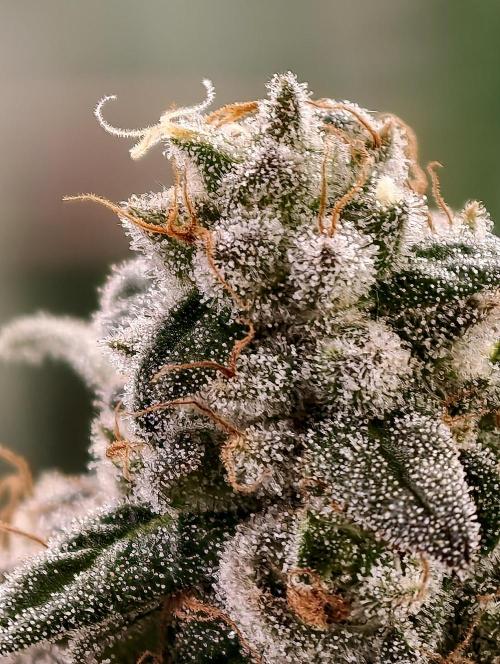 F002 Dutch Passion test strain. Week 11