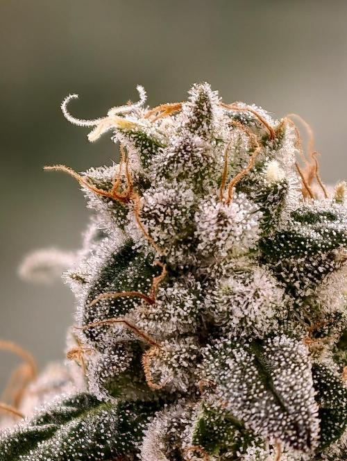 F002 Dutch Passion test strain. Week 11