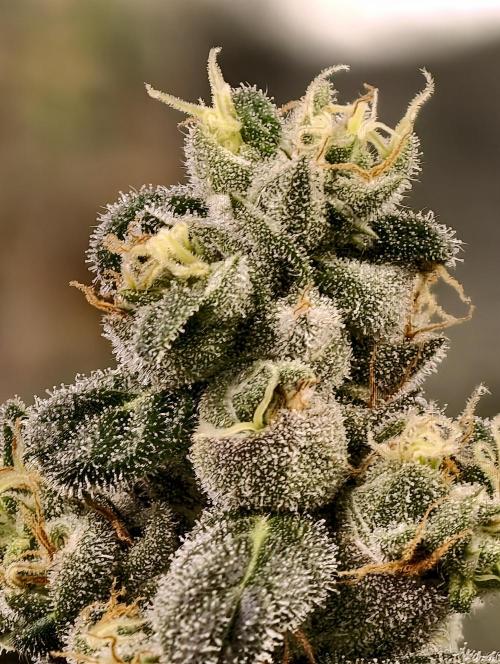 F002 Dutch Passion test strain. Week 11