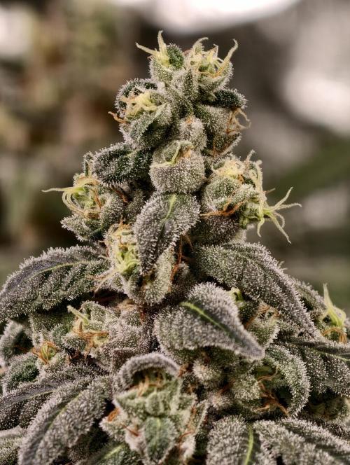 F002 Dutch Passion test strain. Week 11