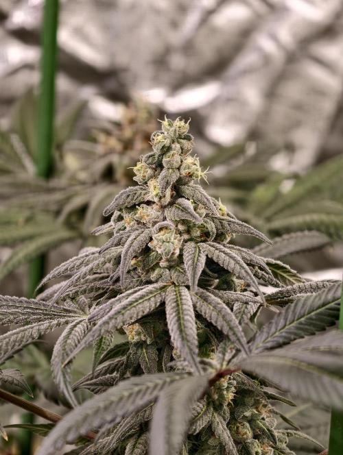 F002 Dutch Passion test strain. Week 11